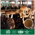 Dried mushroom powder from Shiitake with 20% Polysaccharide by UV